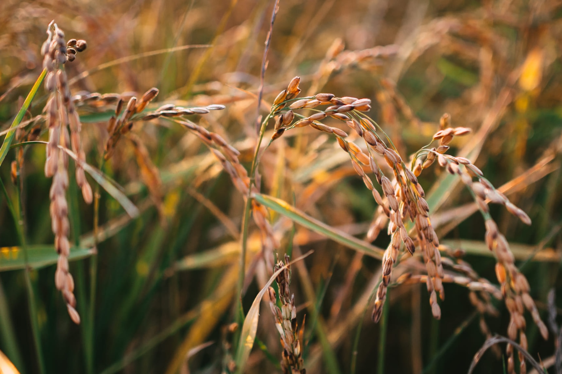 Organic Rice Farming in Tuscany | Sustainability in Italy | Tenuta San Carlo