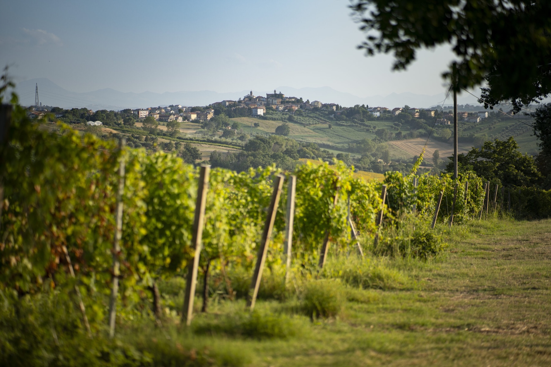 Lacrima grape vineyards at Filodivino winery with the hilltop town of Morro d'Alba in the distance, Le Marche Italy