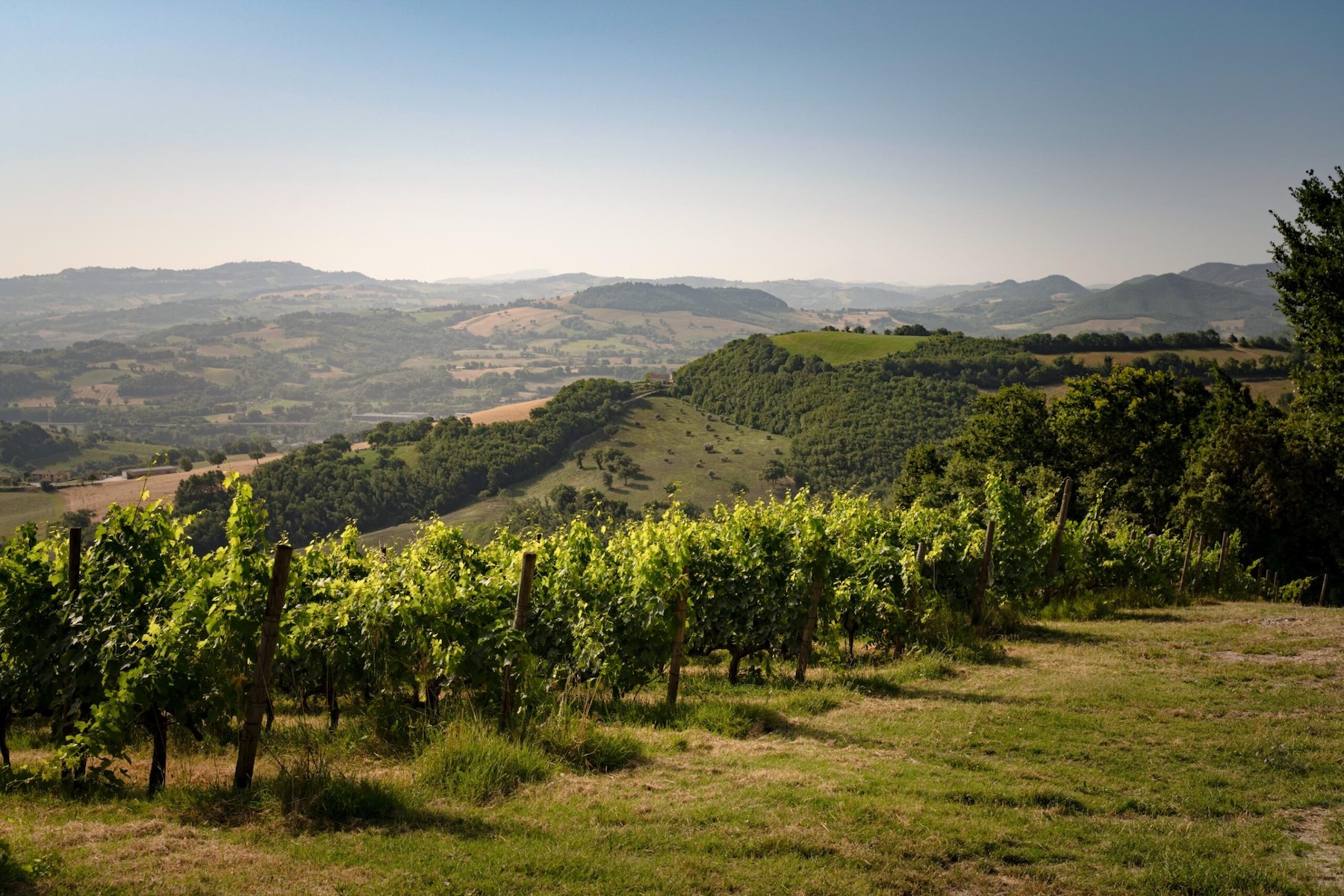 Hillside vineyards overlooking the rolling landscape of Le Marche, Italy, with morning haze over the Apennine foothills