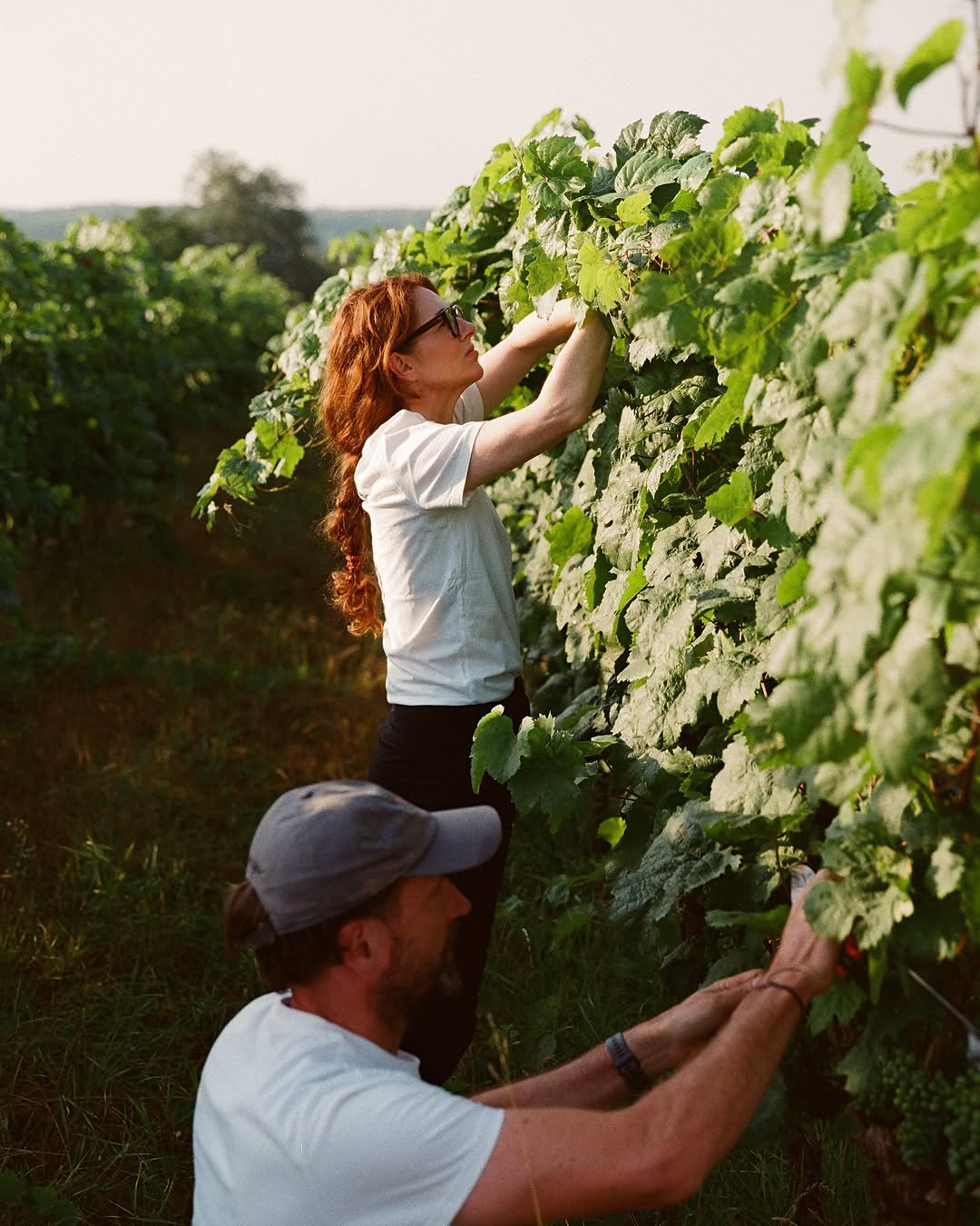 Woman and man harvesting/ picking the grapes for wine production in the Autumn sunshine | The Vineyard Edit: Wine-Fuelled Boutique Hotels & Vineyard Stays