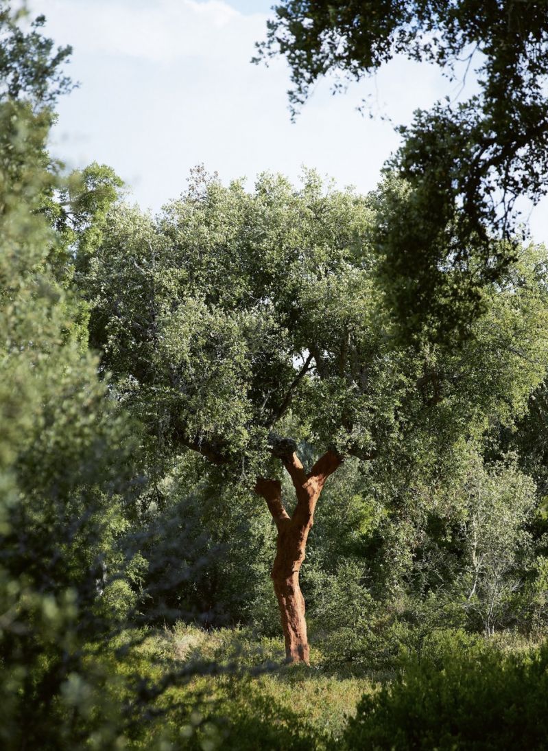 A harvested cork oak in Portuguese woodland near the De La Espada workshop on the Silver Coast | The Aficionados