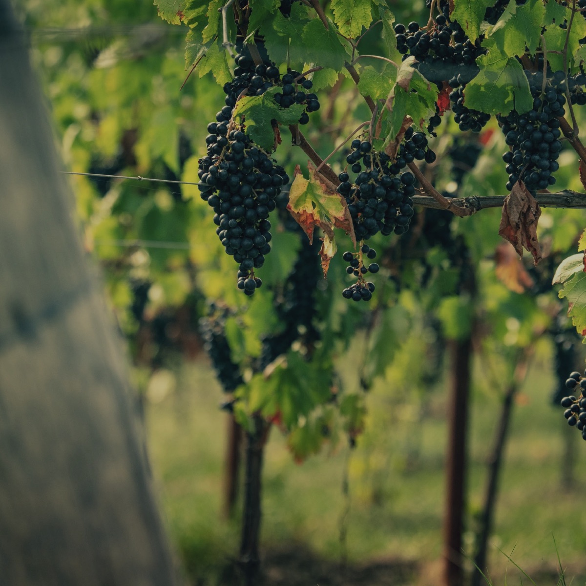 Harvest Grapes Wine harvest in Le Marche Italy with grapes picked at Filodivino boutique vineyard hotel