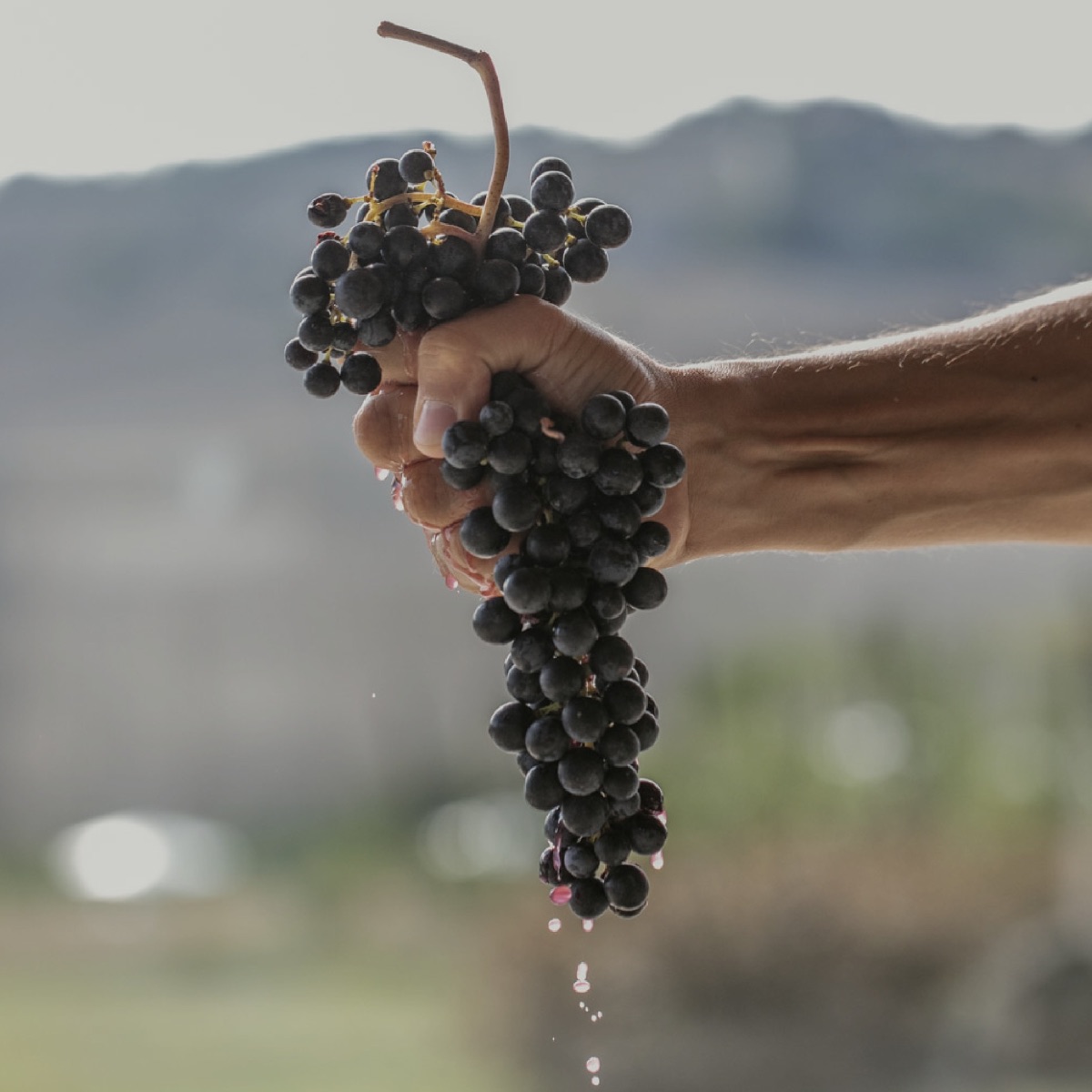Hand extracting the juice of Grapes | Harvest Grapes Wine harvest in Le Marche Italy with grapes picked at Filodivino boutique vineyard hotel
