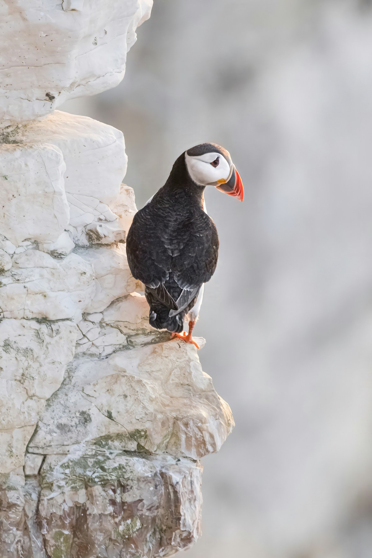 Wild Puffin | Remote Sutherland landscapes in Scotland with rugged highlands and seascapes