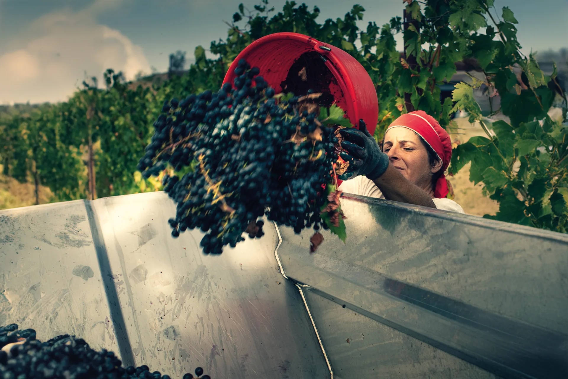 Harvest worker pouring freshly picked Lacrima grapes into a collection bin during vintage at Filodivino, Le Marche Italy