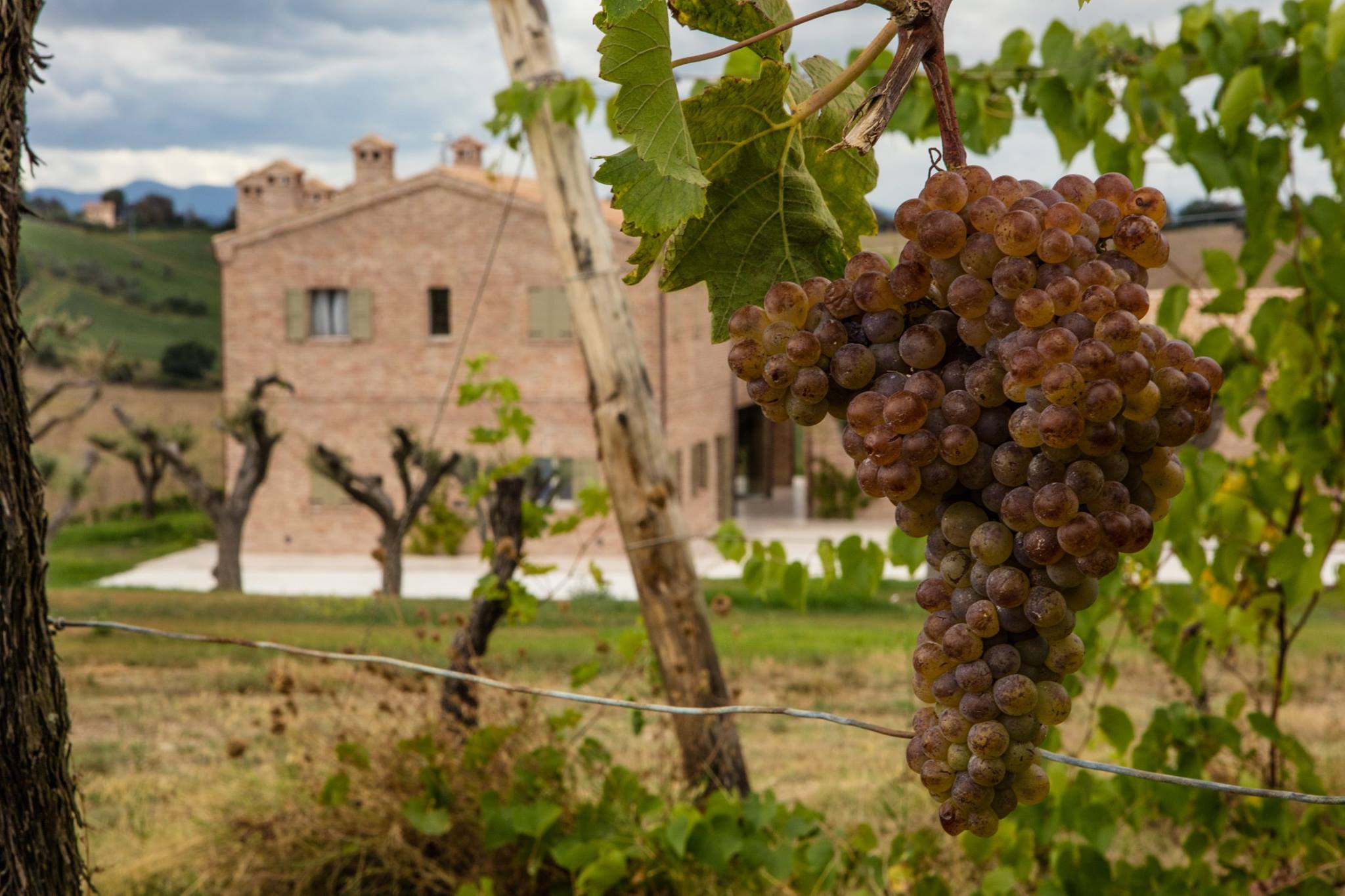 Close-up of ripe Lacrima grapes on the vine at Filodivino estate, Morro d'Alba, Le Marche Italy