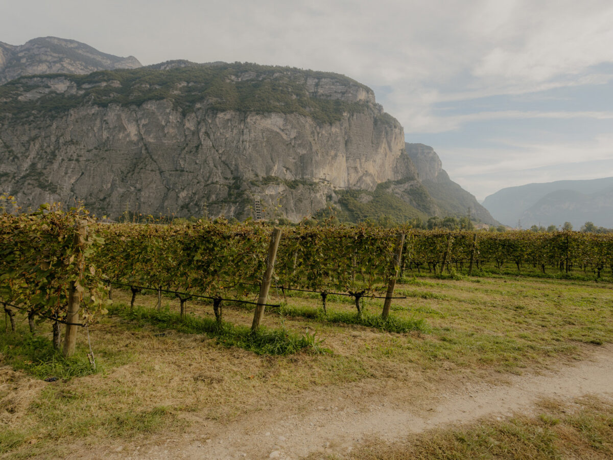  Viticultures of Lake Garda  - Wineries to tour in Lago di Garda, Trentino, Italy. 