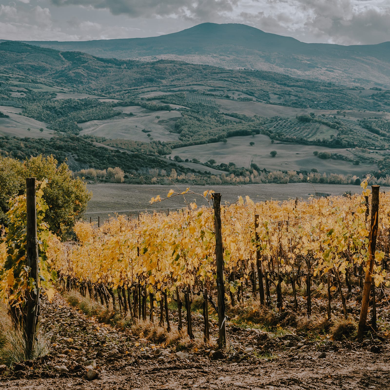 Golden autumn vine rows above the Val d'Orcia with the wooded slopes of Monte Amiata beyond, Tuscany | The Aficionados