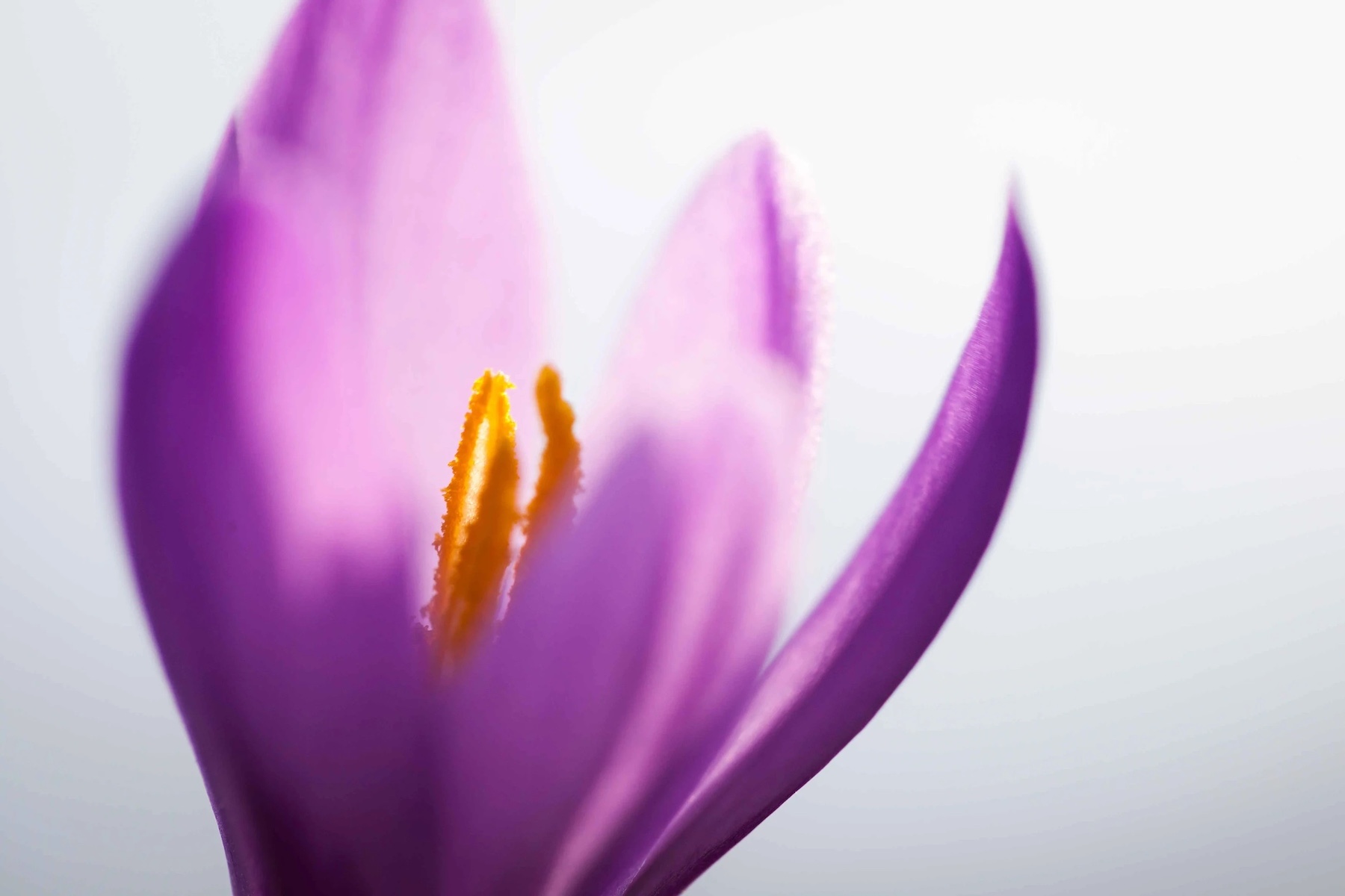 Sweet Saffron | Mund Switzerland | The Aficionados