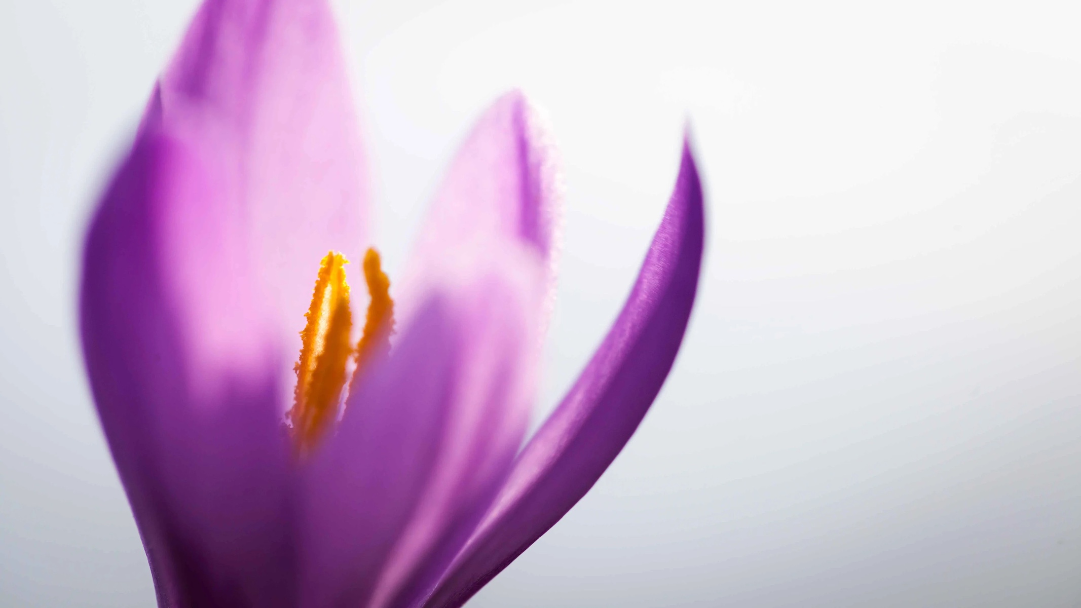 Sweet Saffron | Mund Switzerland | The Aficionados