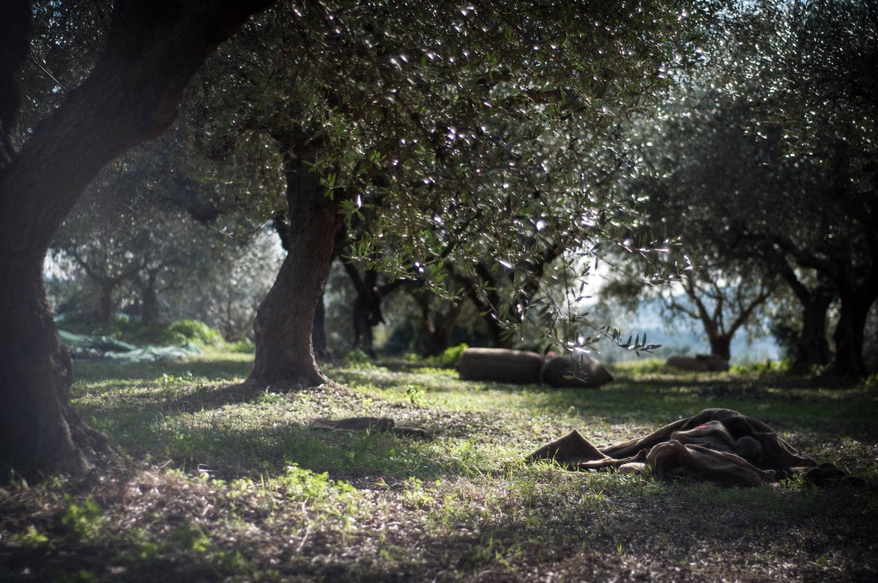 GO SLOW OLIVE OIL | Kalamata Greece | The Aficionados 