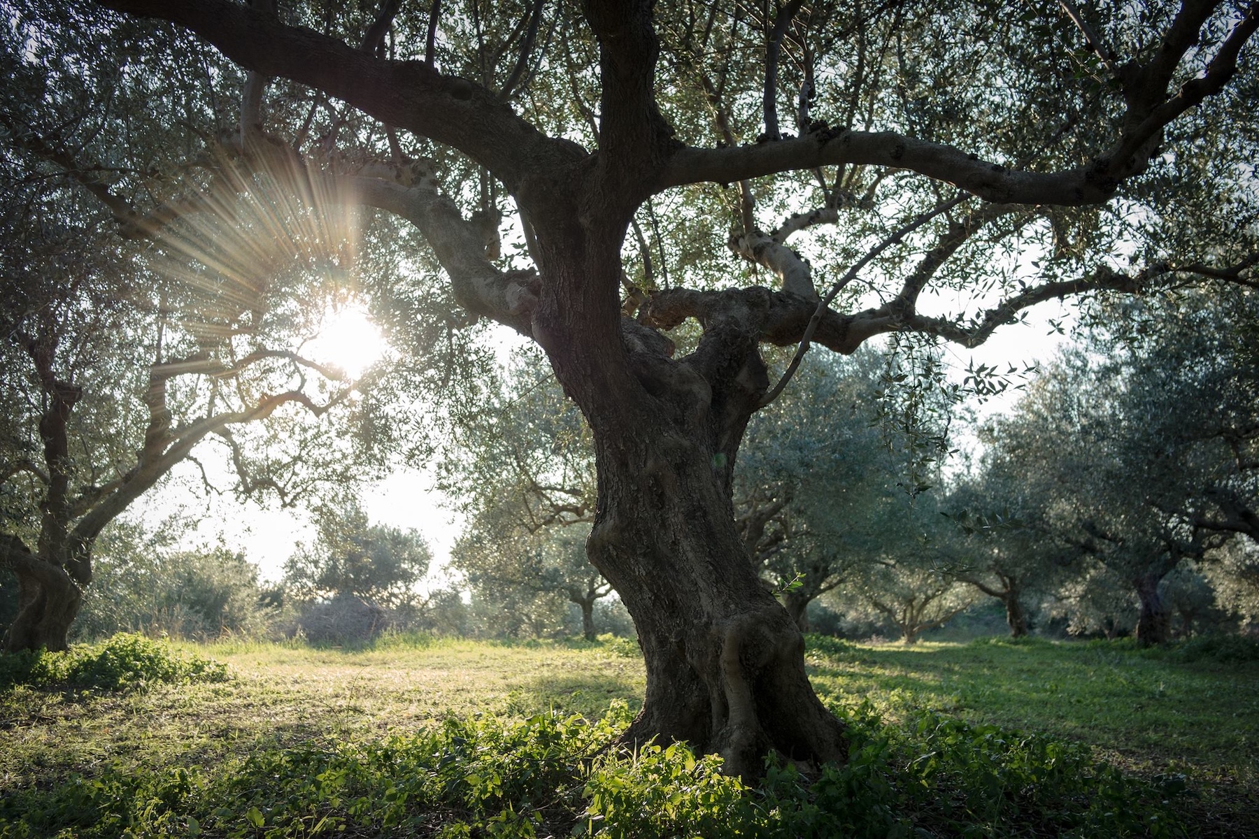 GO SLOW OLIVE OIL | Kalamata Greece | The Aficionados 