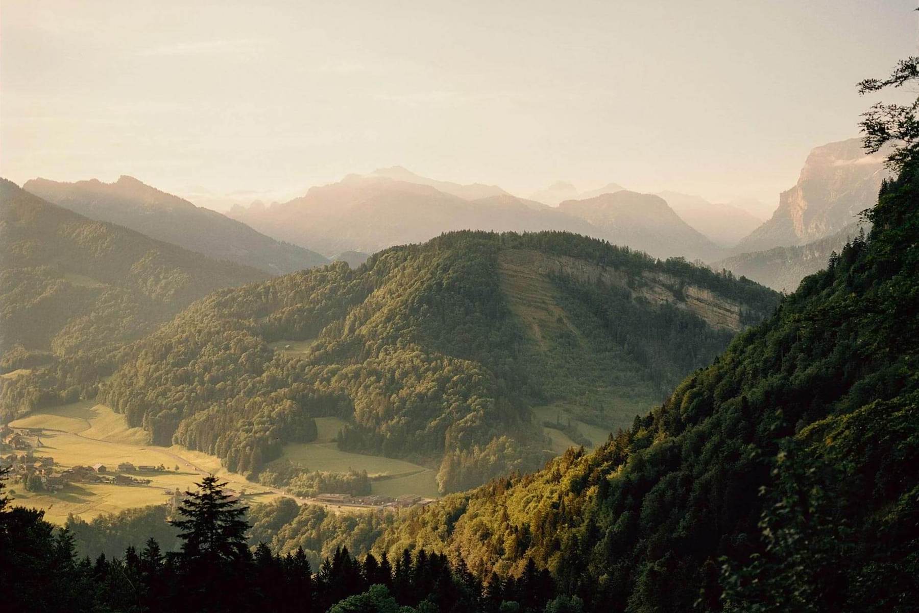 Cows, Austria, Bregenzerwald, Vorarlberg, hike