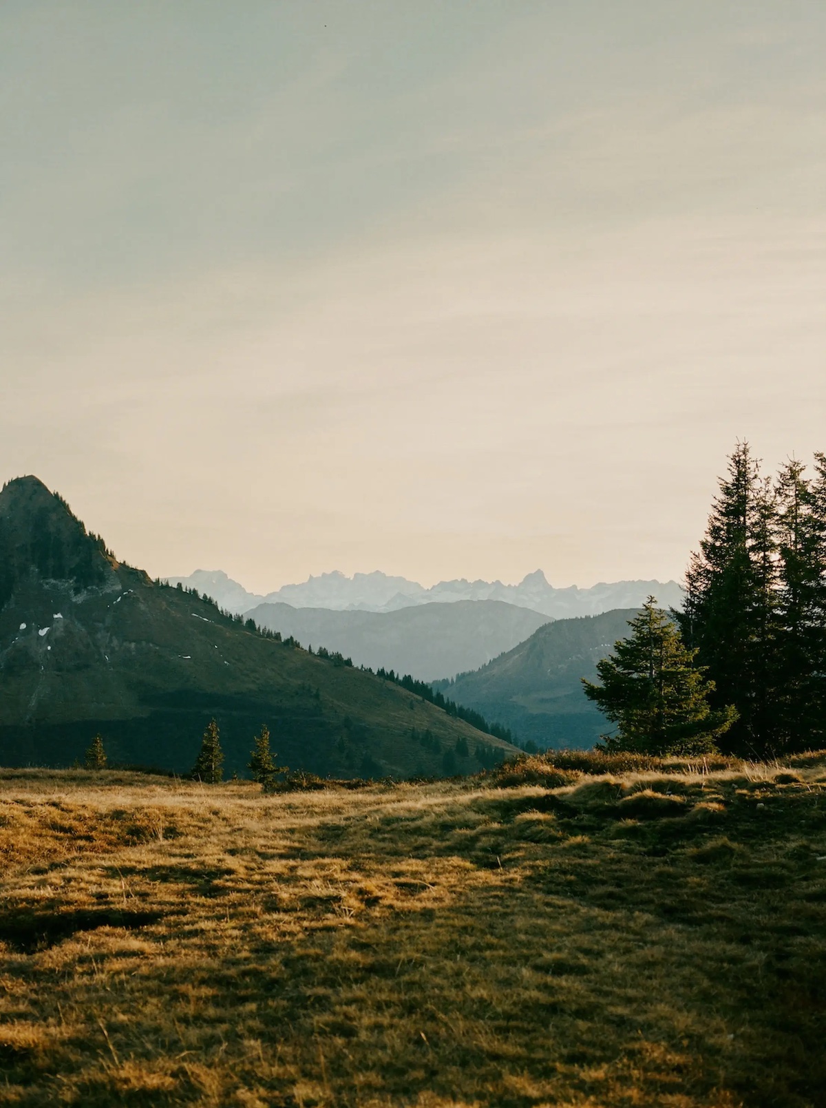 Cows, Austria, Bregenzerwald, Vorarlberg, hike