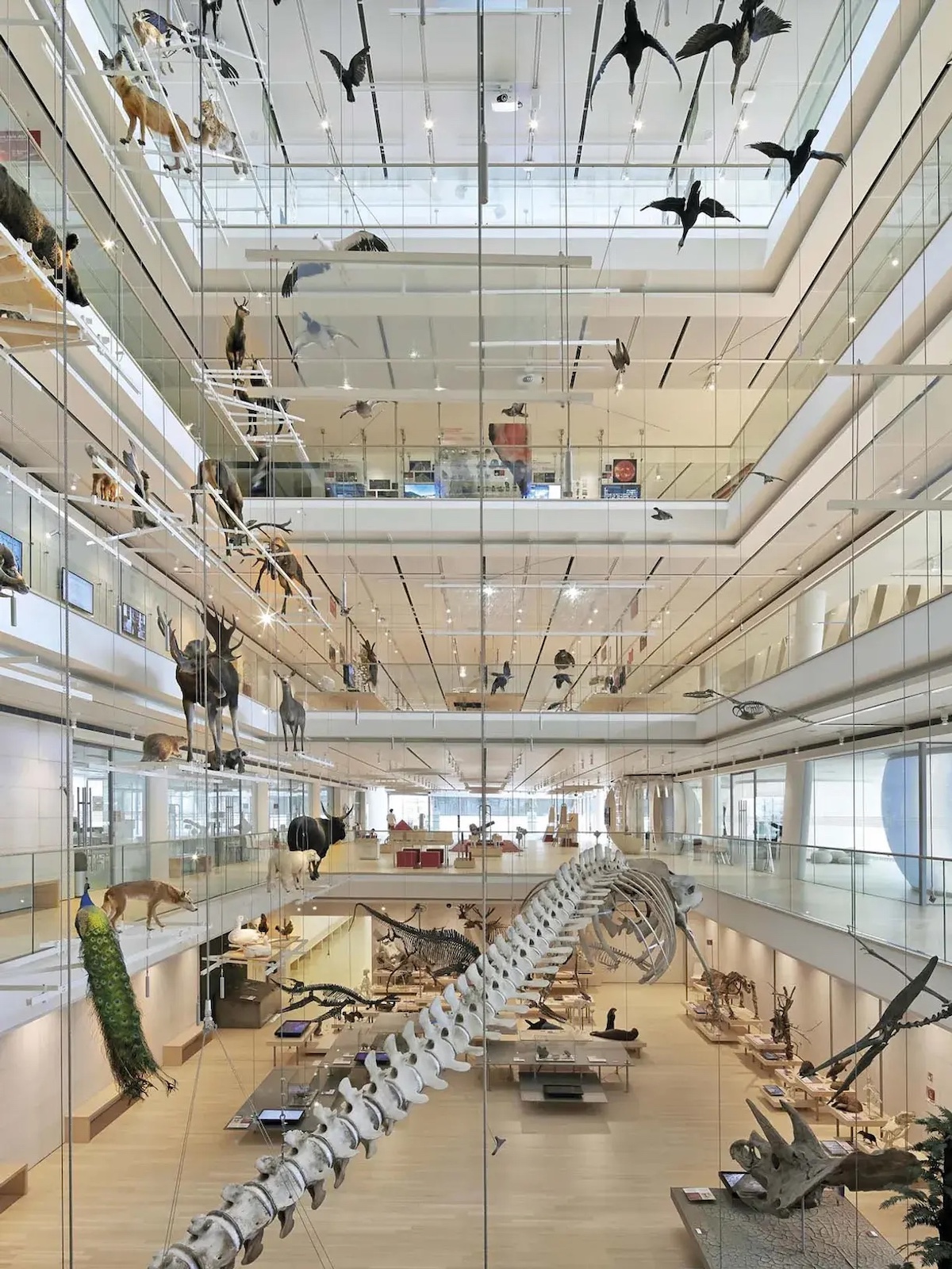 Renzo Piano’s MUSE in Trento | The Aficionados