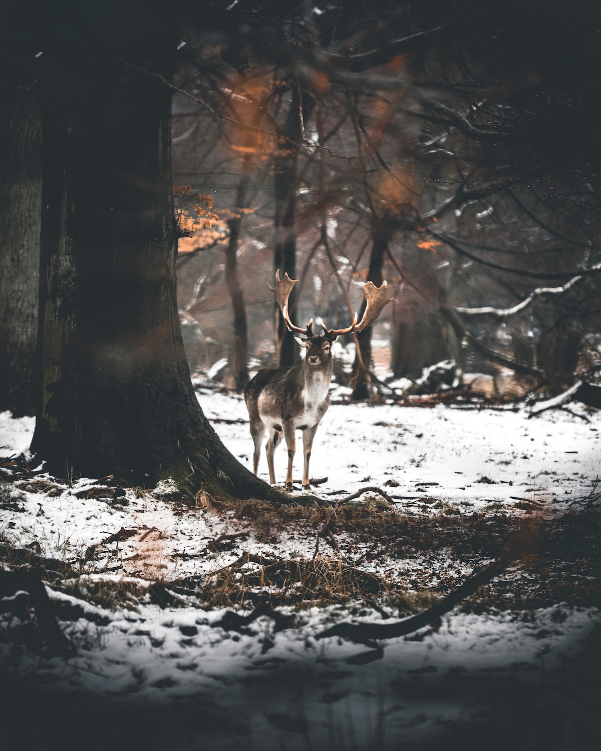 A fallow deer stag with broad antlers stands in the snowy woodland of Jægersborg Dyrehave.