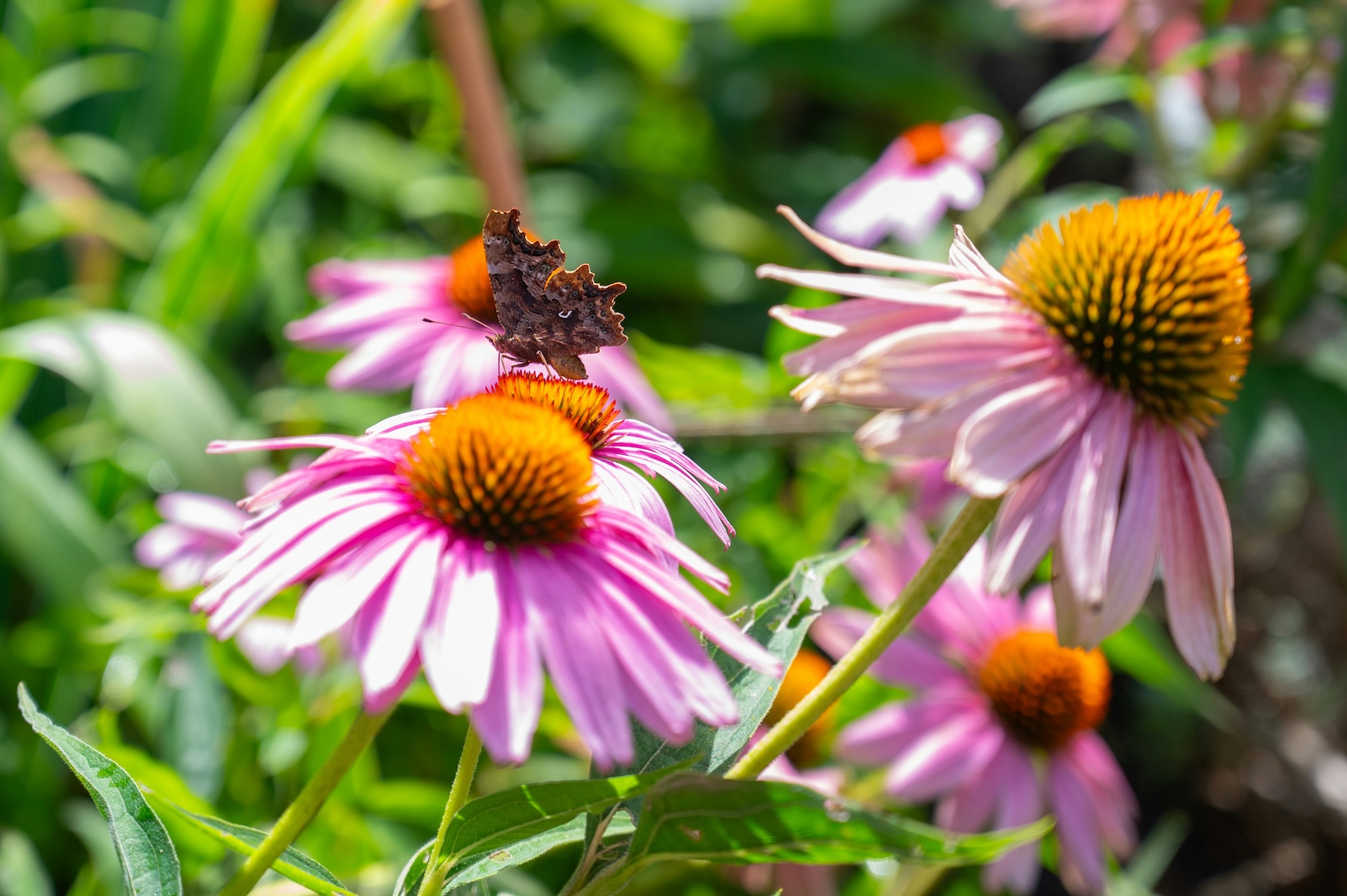 Trauttmansdorff Botanical Gardens Merano South Tyrol | The Aficionados