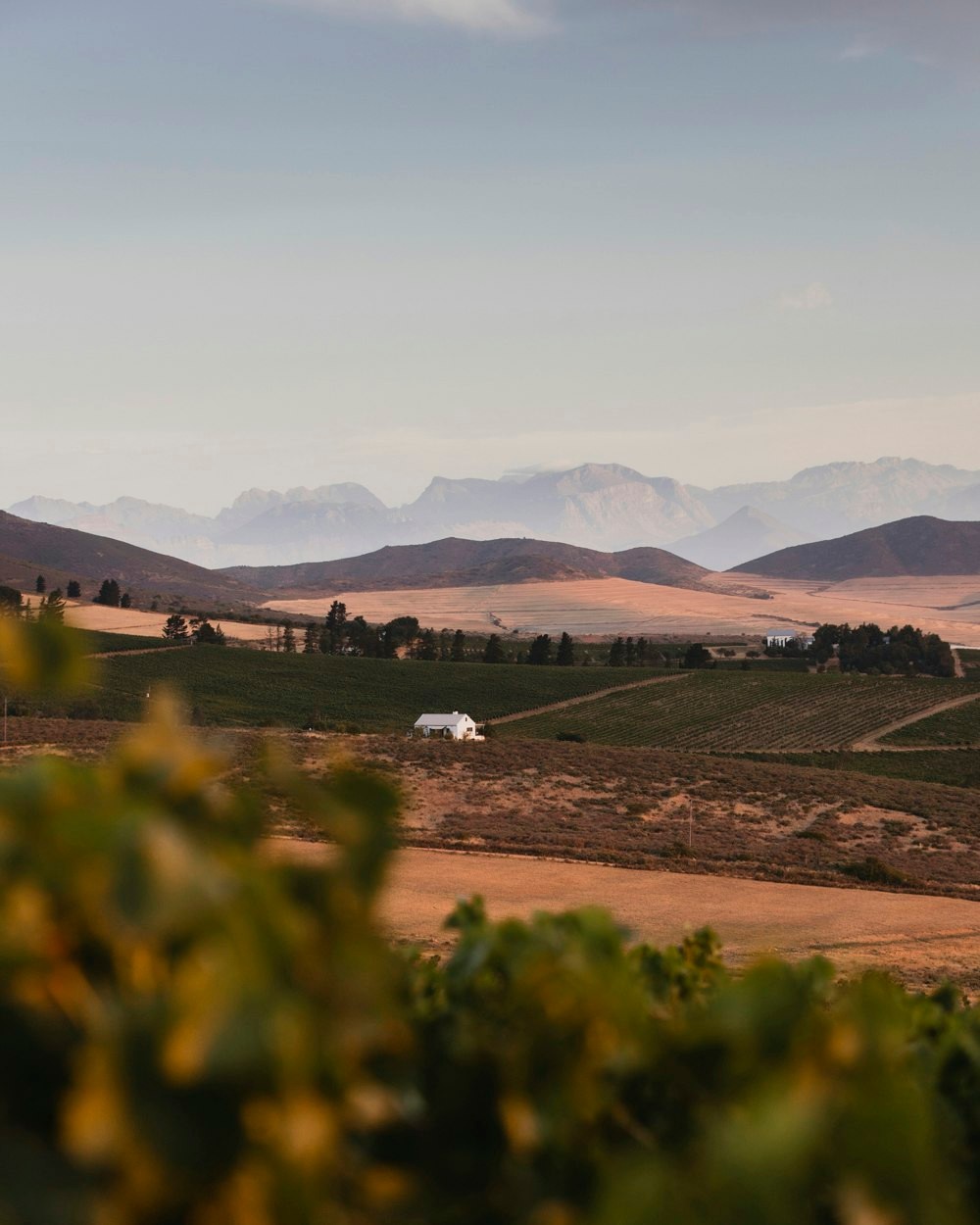 The Swartland: Black Land, Old Vines + Stunning Landscapes