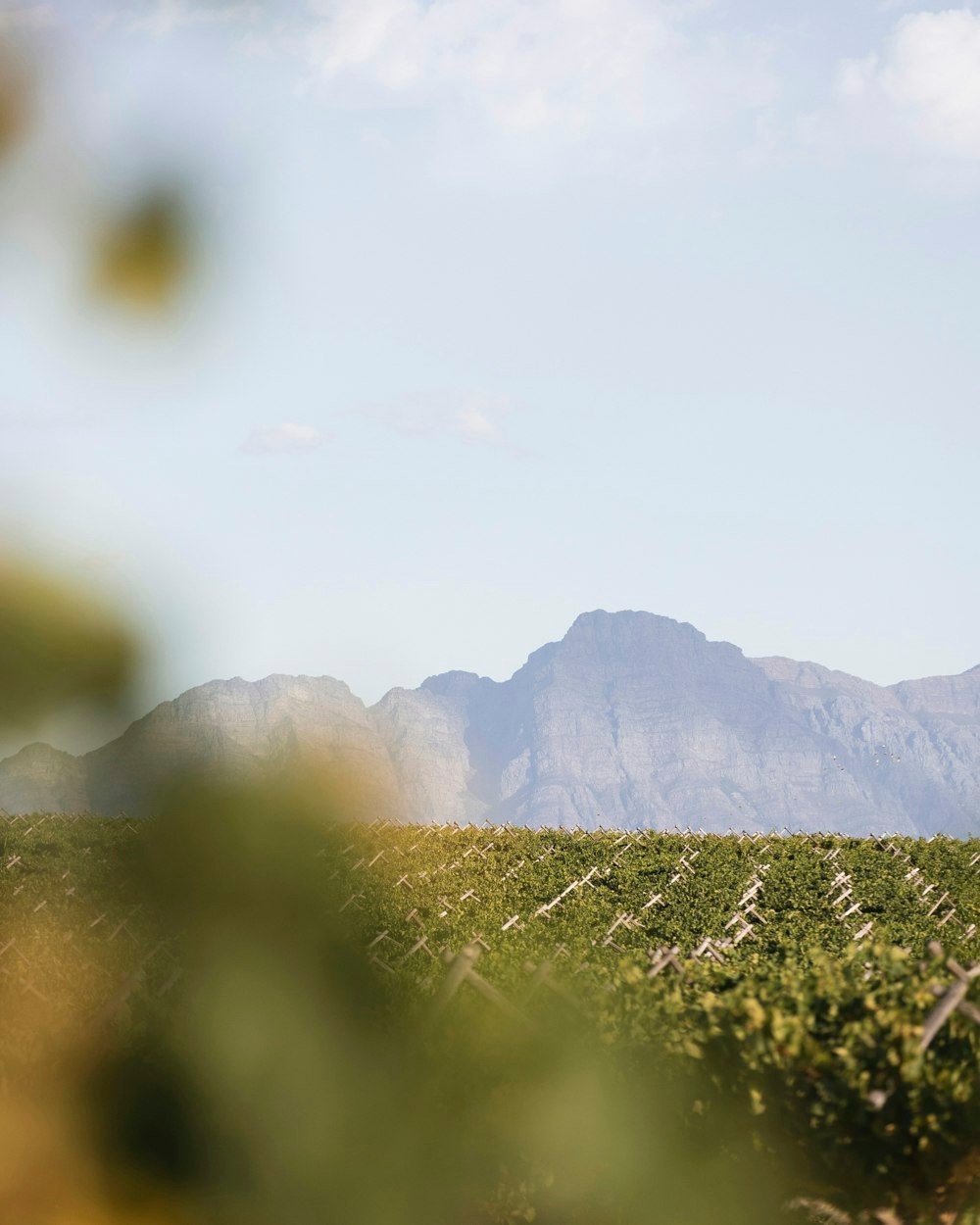 The Swartland: Black Land, Old Vines + Stunning Landscapes