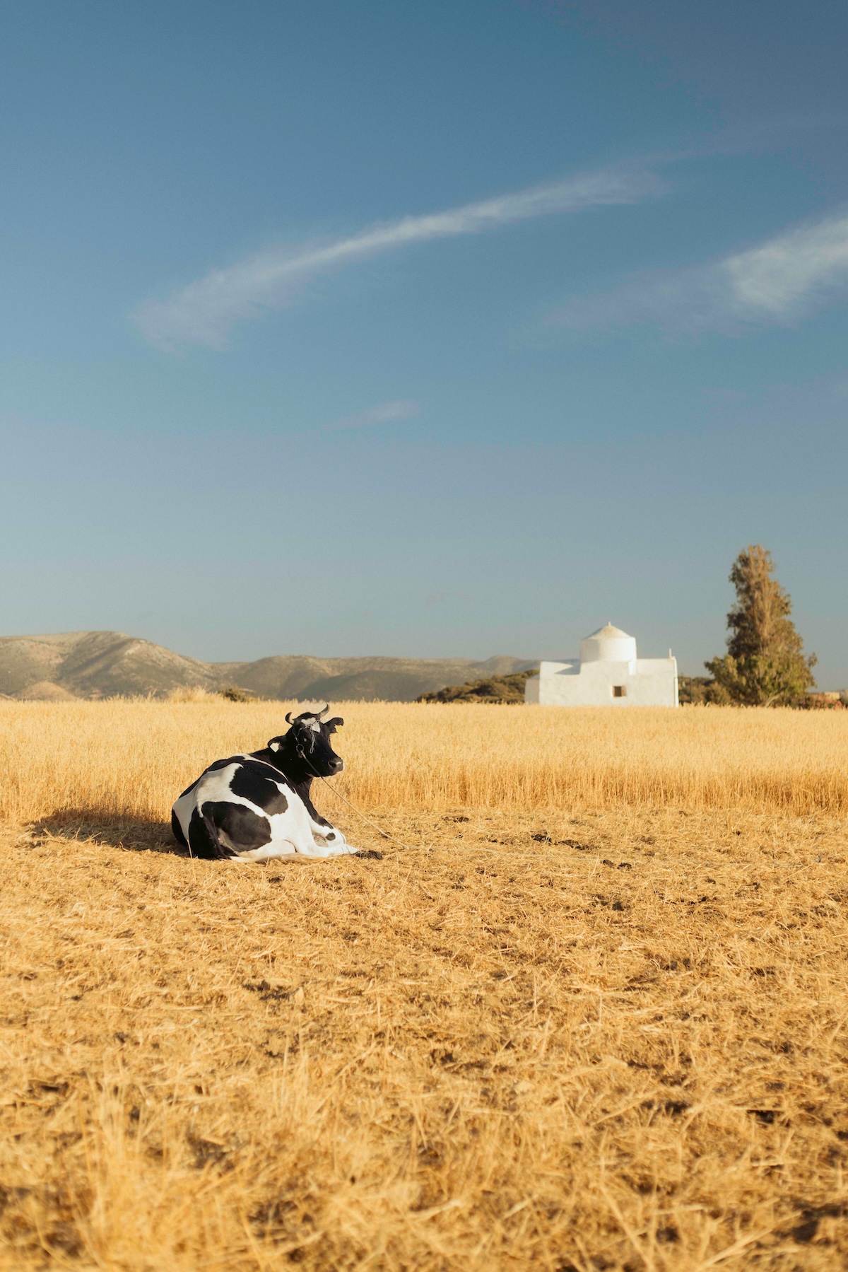 Naxos – the Cyclades island of deliciousness