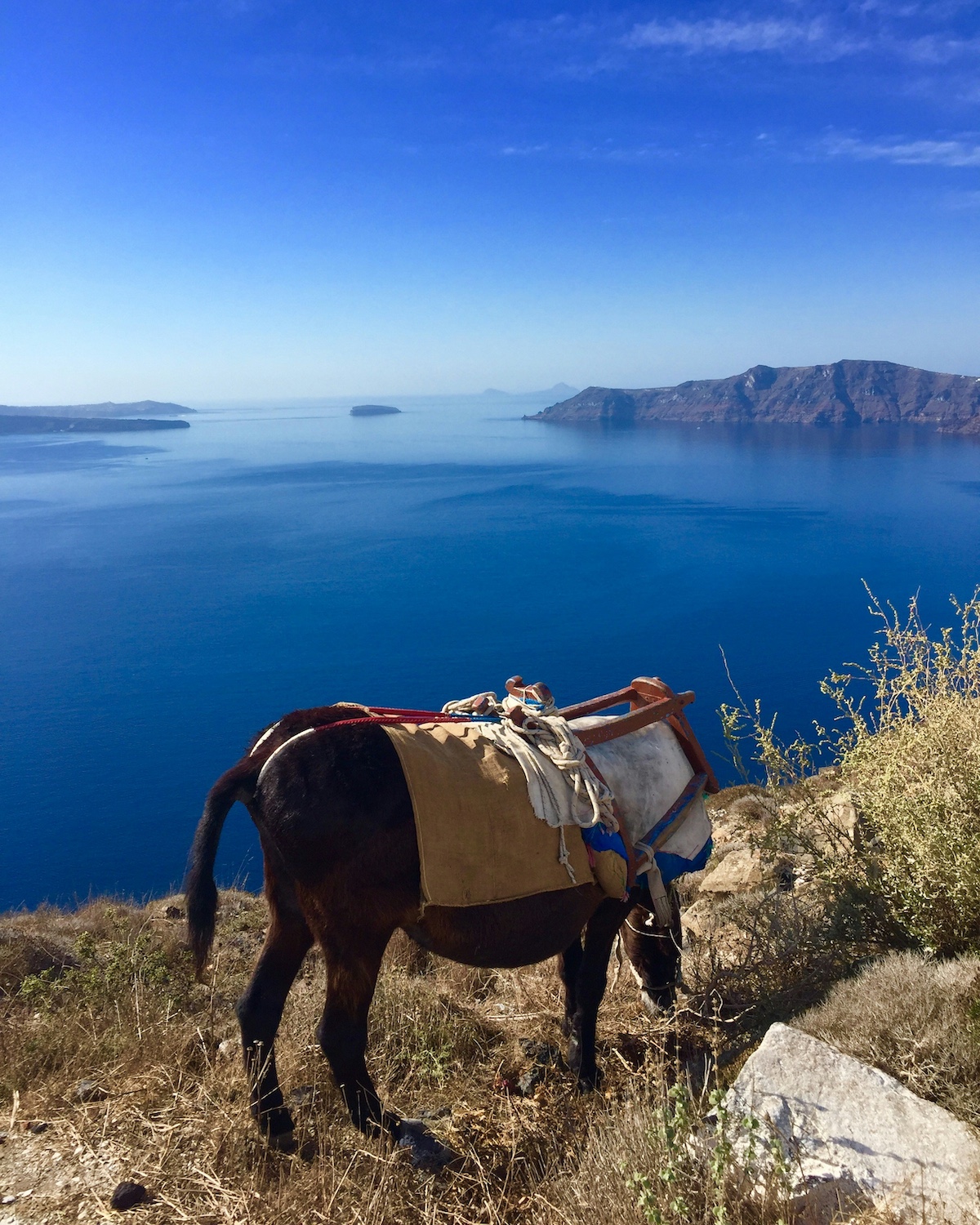 Donkey eating agains the blue Aegean Sea and a vew of the Caldera | Santorini Noir: Volcanic Beauty, Architecture and Cycladic Soul| The Cyclades Island of Greece | The Aficionados 