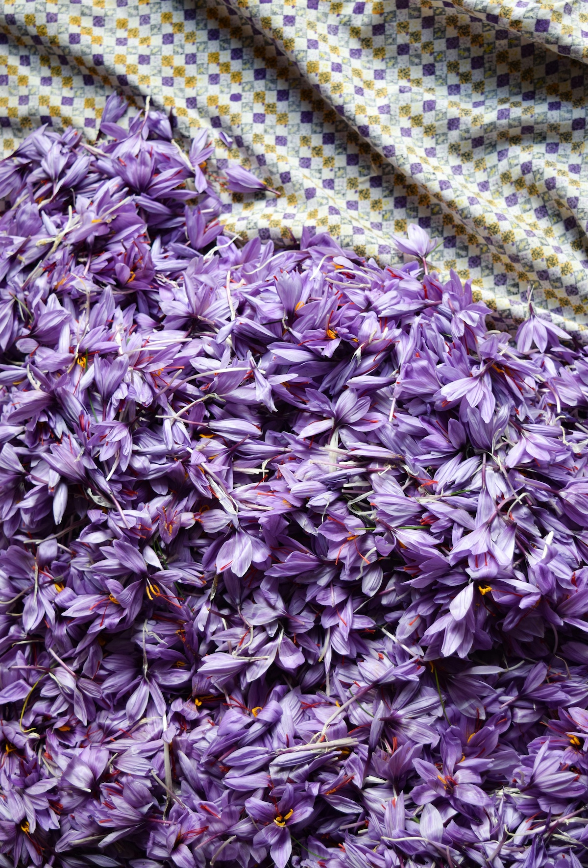 Mund Saffron - flower head. A sweet spice grown and produced in Valais Switzerland  