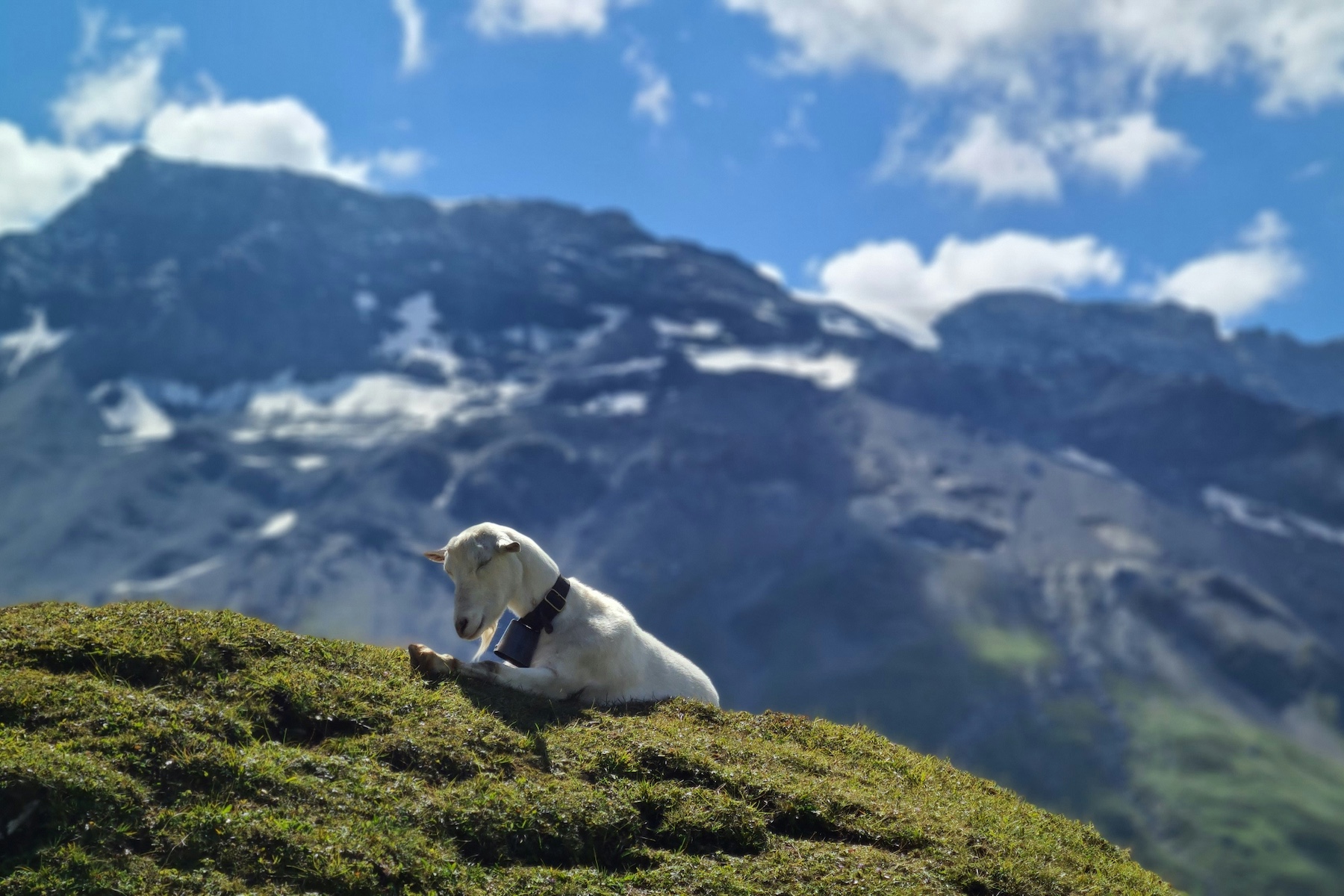 Epic Alpine Views in Bern | Engstligenalp: A Limestone Plateau of Alpine Silence & Legacy in Adelboden