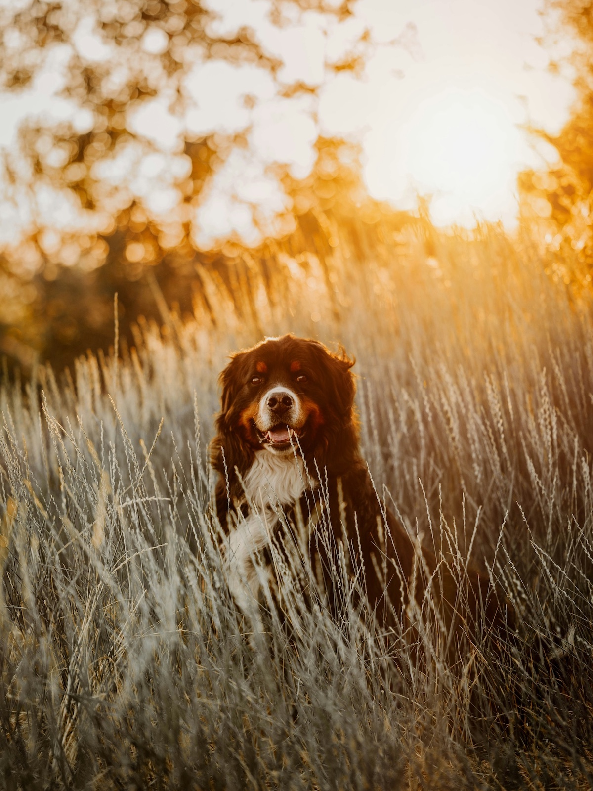 Dog in the Swiss Alps Meadow sunshine 