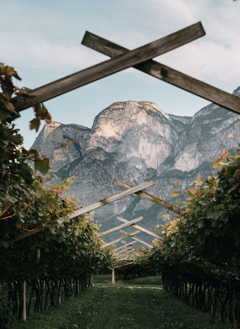 Pergola-trained vines running toward a sheer limestone mountain face in Trentino, northern Italy | The Aficionados