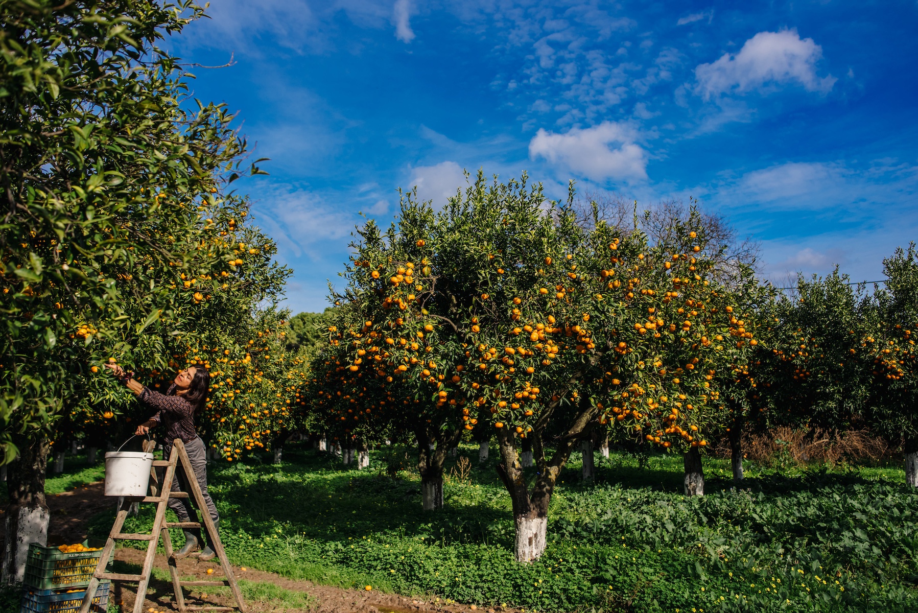 Man picking fresh ornages mandarins in Greece for food produce of marmalde on the Greek island of Chios | CITURS foods | Poetic Design Hotels & Creative Hideaways Across Europe – The Aficionados