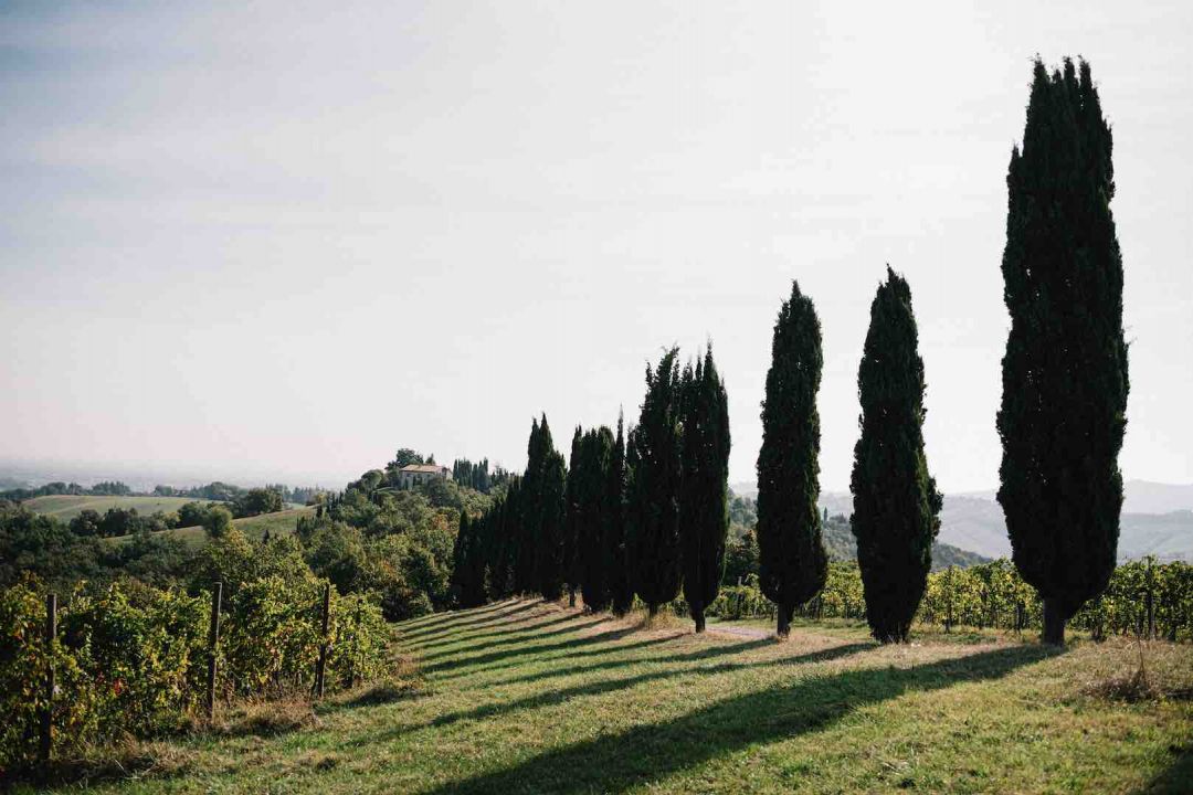 Cypress trees lining a grassy avenue through a hillside vineyard in Emilia-Romagna