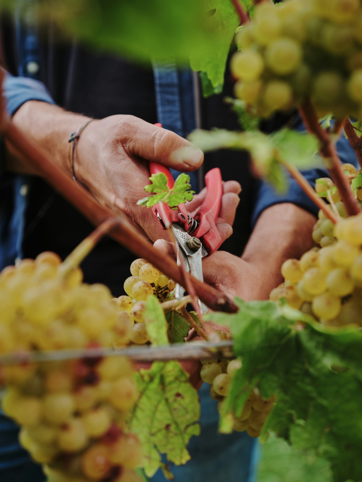 Hands harvesting white grapes by secateurs during vintage at a Le Marche winery, Italy