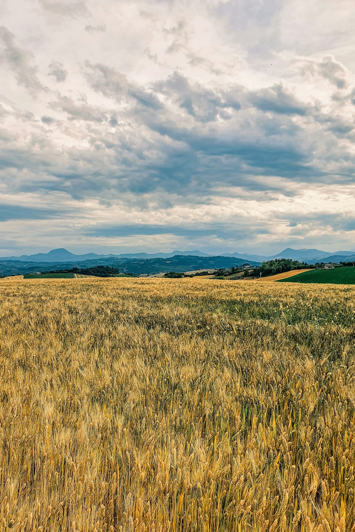 Golden wheat fields stretching toward the Apennine mountains under a dramatic sky, Le Marche Italy