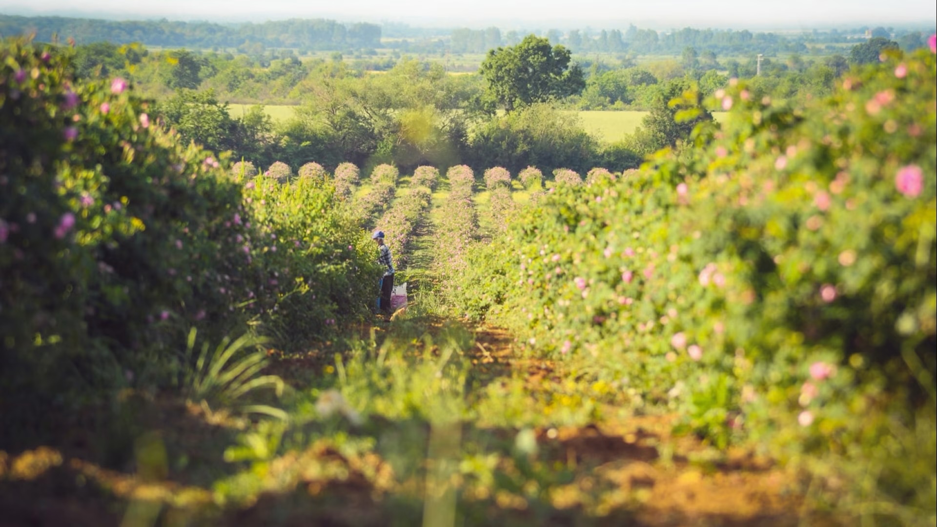 Harvester working between rows of flowering herbs on the Seed to Skin Tuscany organic farm in Chiusdino, Siena, wild botanical ingredients grown for natural luxury skincare, Tuscany