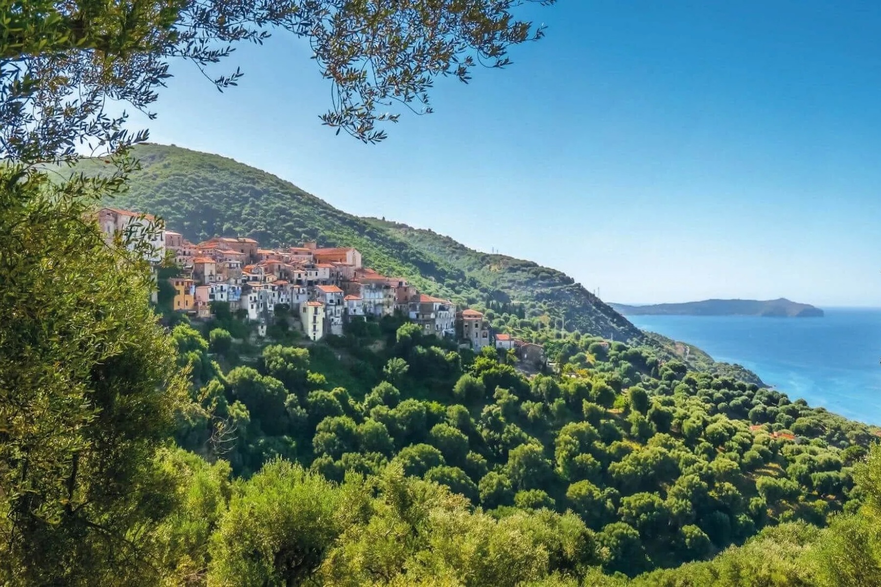 Santomiele Italy | White Fig Syrup Cilento | The Aficionados  