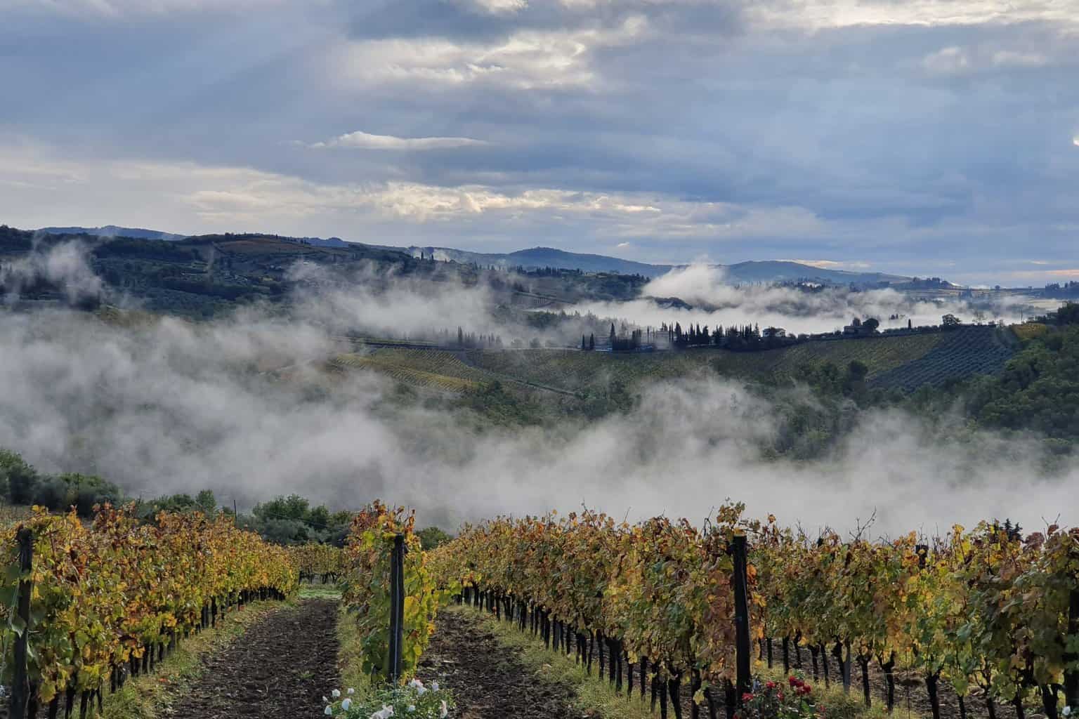 Favourite Tuscan Vineyards by Fabio Firli - Follonico | The Aficionados 