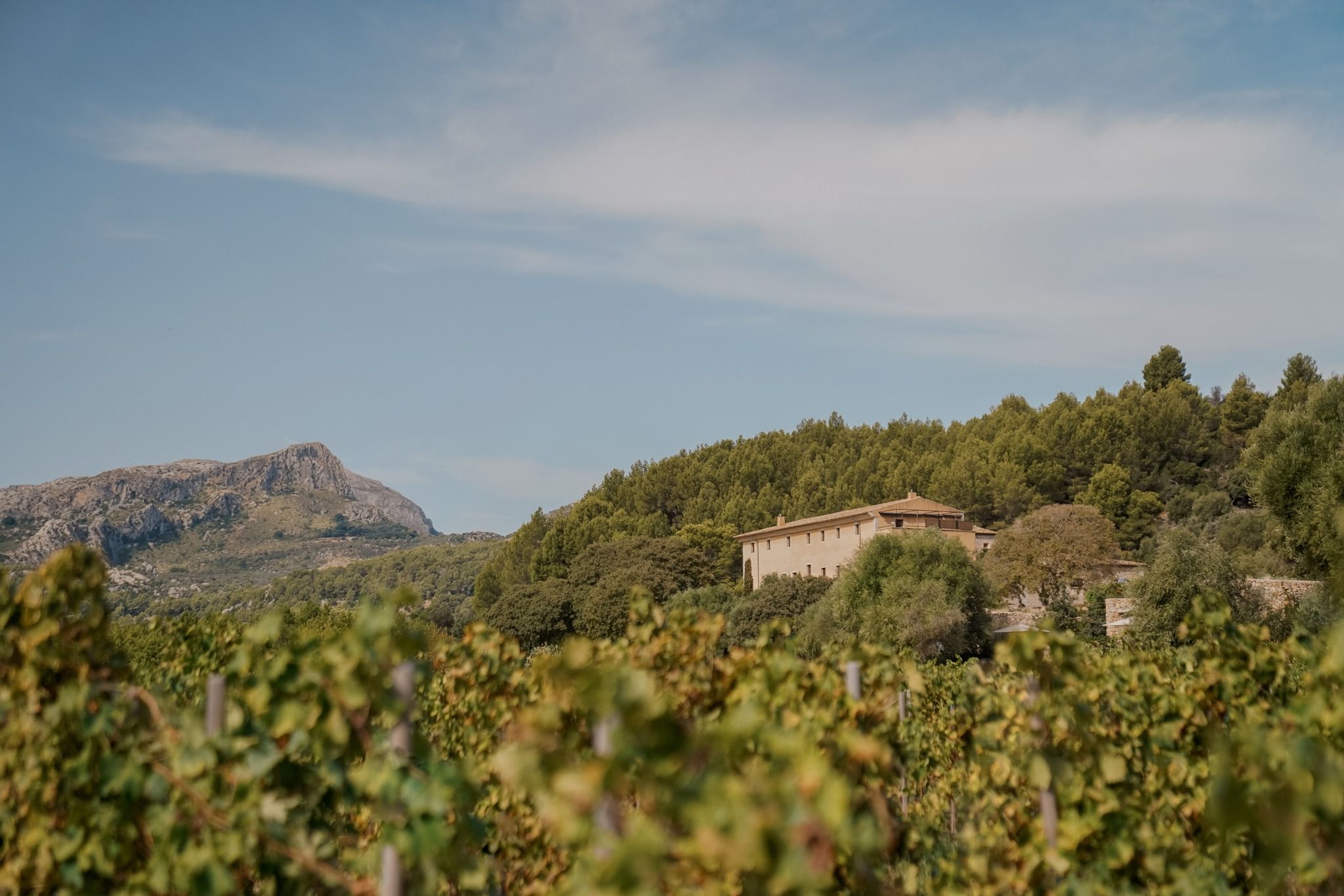 Son Brull's former monastery seen across its own vineyard rows, with the Serra de Tramuntana rising behind, Pollença | The Aficionados