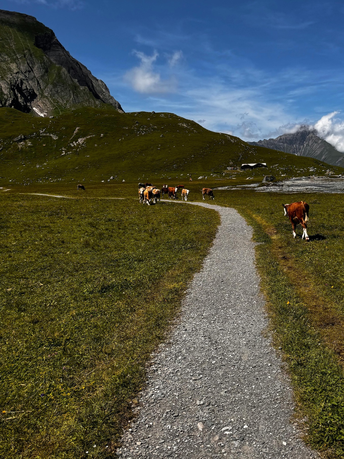 Pathway up into the mountains | Green pastures  Engstligenalp: A Limestone Plateau of Alpine Silence & Legacy in Adelboden