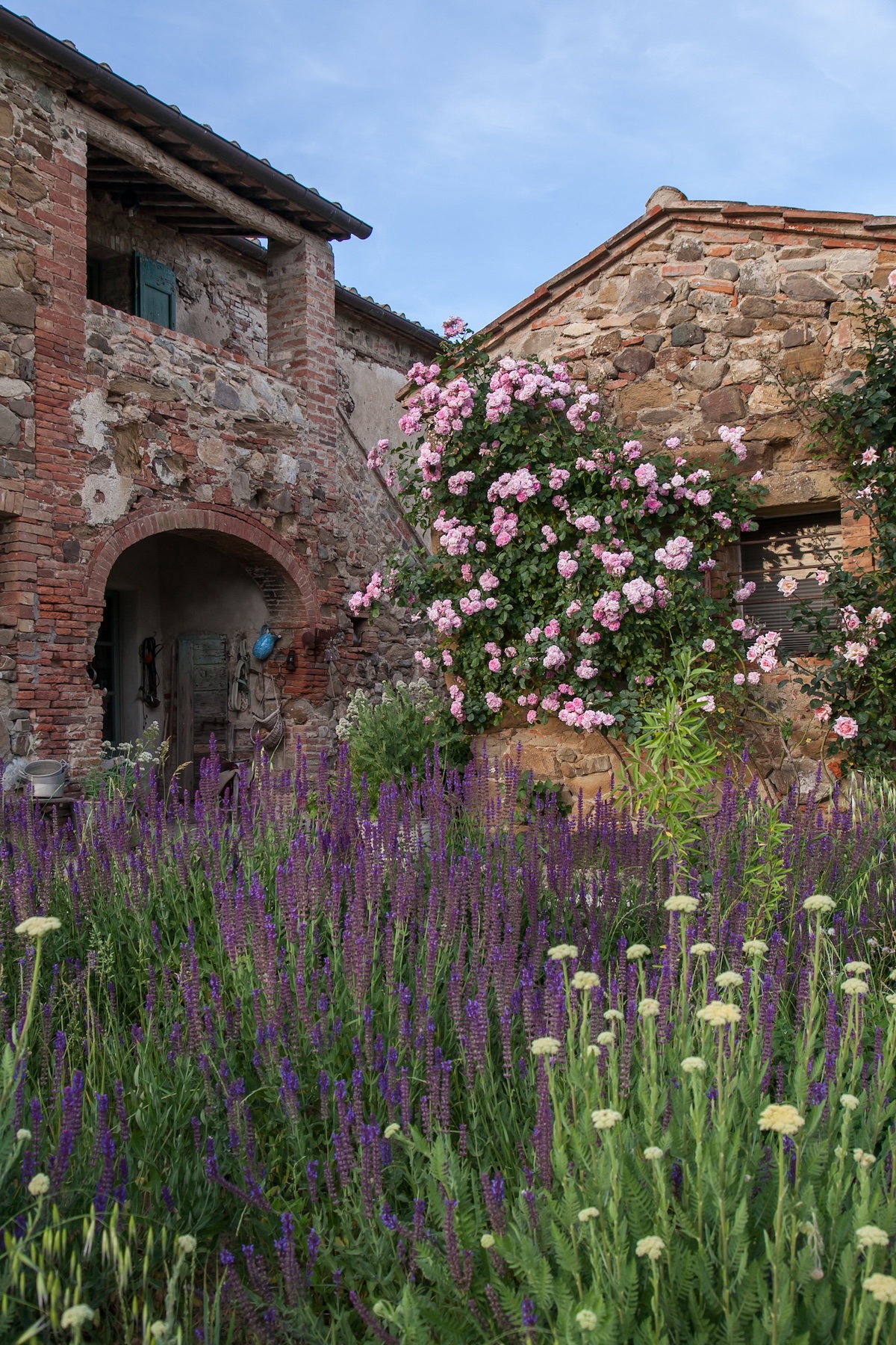 Climbing pink roses and lavender against the brick-and-stone farmhouse courtyard at Follonico, Tuscany.