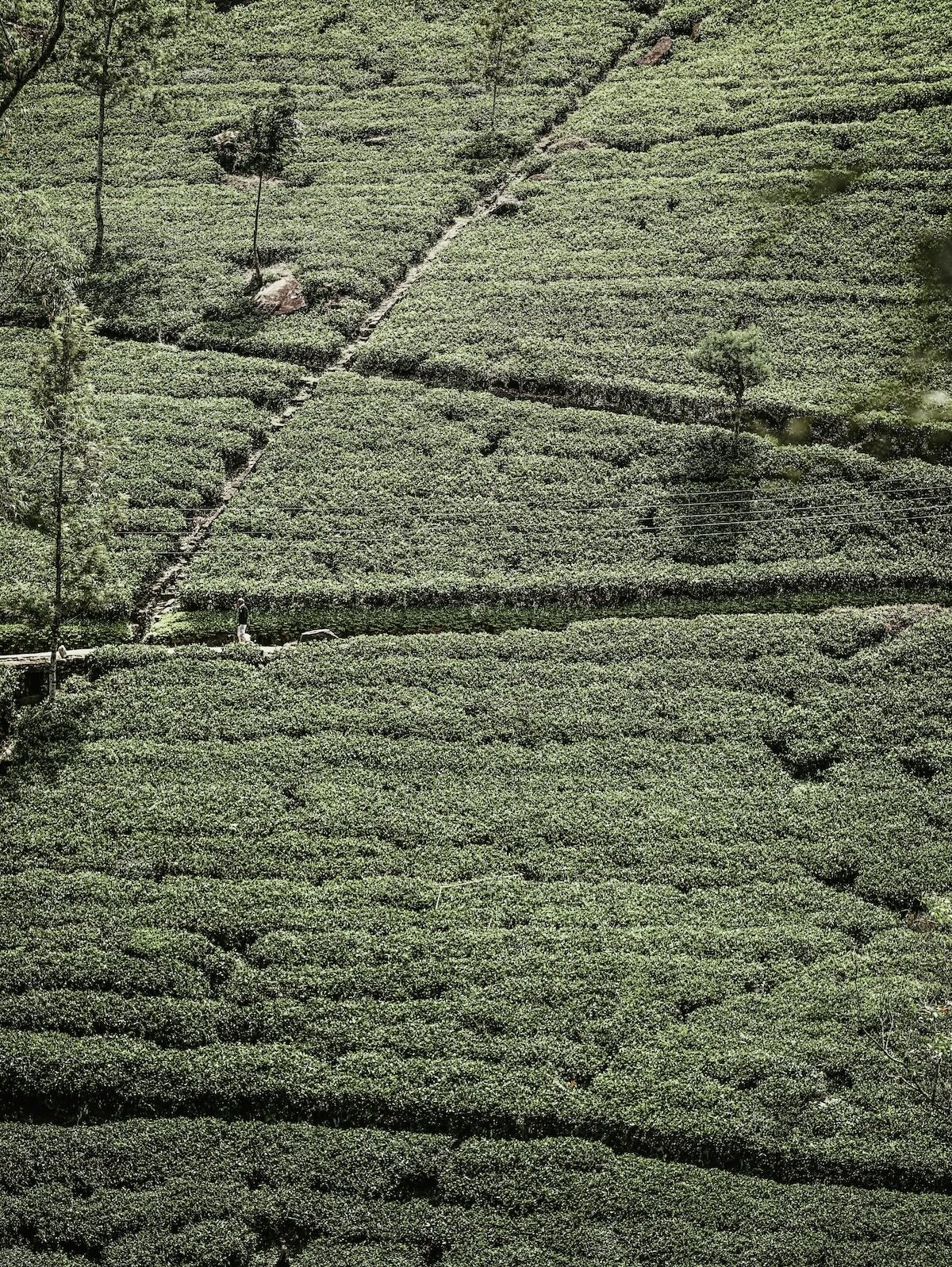 Terraced tea gardens contouring the hillsides of Sri Lanka's hill country near Nuwara Eliya | The Aficionados