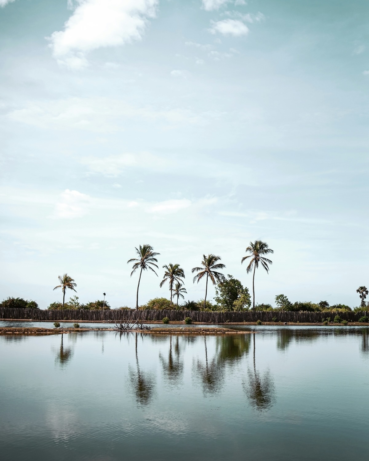 Coconut palms reflected in still water beside a woven palm fence, coastal Sri Lanka | The Aficionados