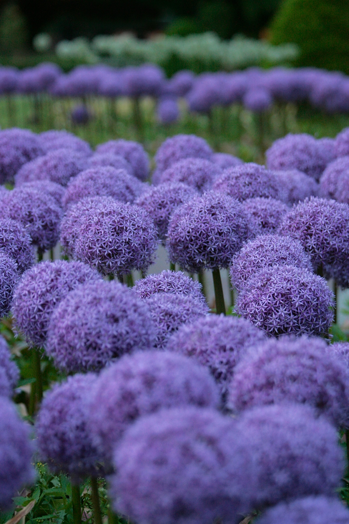 Gothenburg Botaniska | A gardener's sanctuary and must see in Sweden's second city