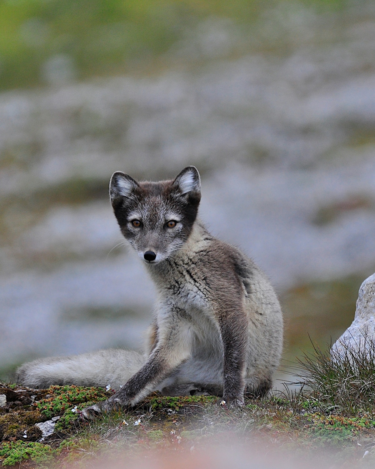 The Norwegian Wild Reindeer Centre Pavilion is located in the Dovrefjell National Park and overlooks the magnificent Snøhetta Mountain itself.