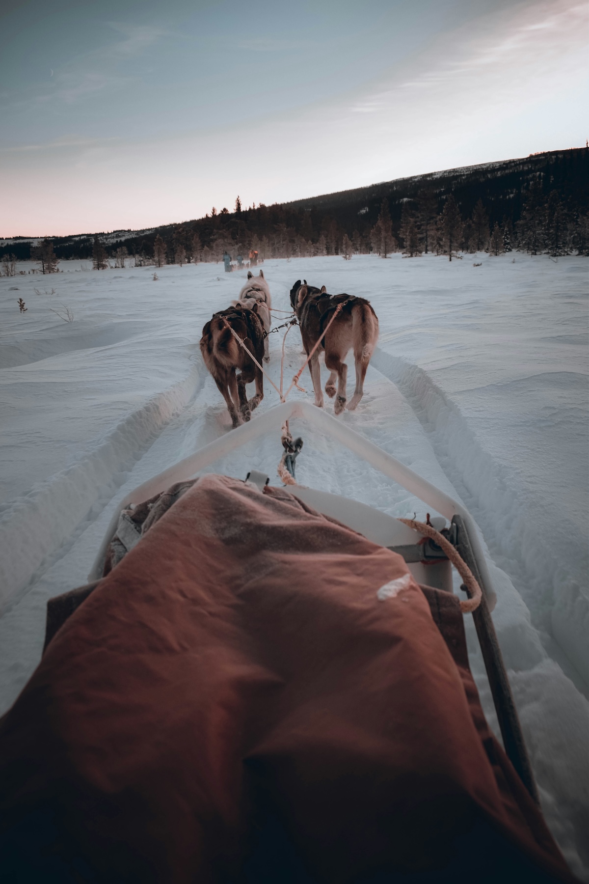 Jotunheimen National Park husky-sledding in Norway, dogs, snow, sunshine, 