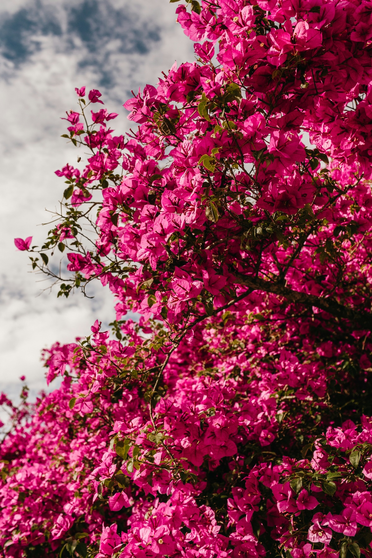 Gothenburg Botaniska | A gardener's sanctuary and must see in Sweden's second city