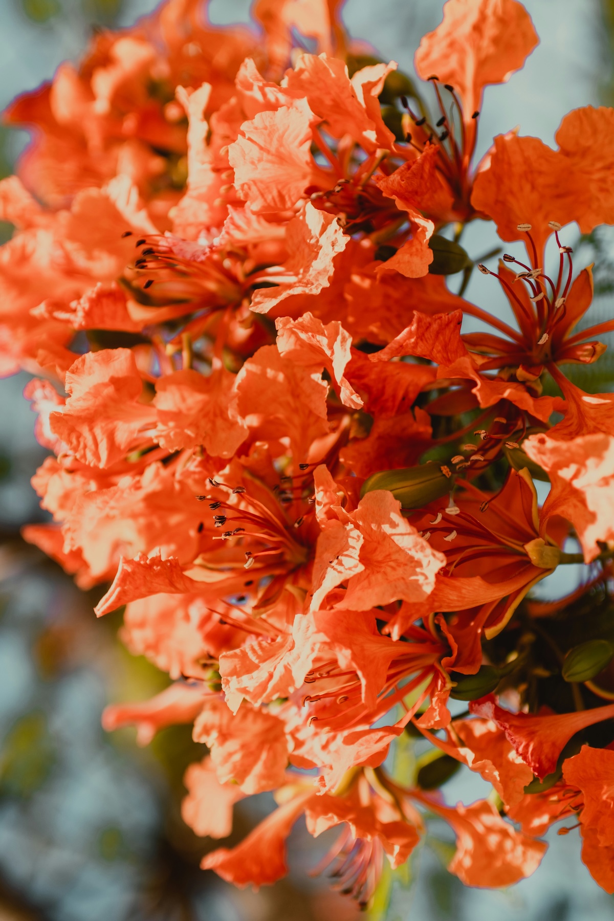 Gothenburg Botaniska | A gardener's sanctuary and must see in Sweden's second city