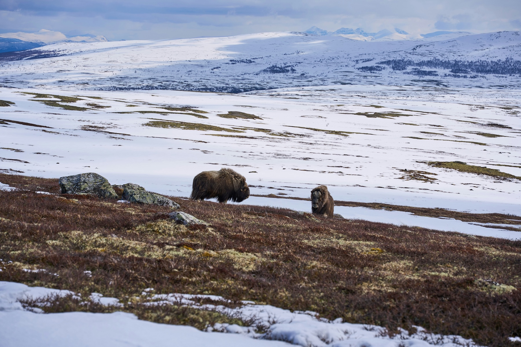 The Norwegian Wild Reindeer Centre Pavilion is located in the Dovrefjell National Park and overlooks the magnificent Snøhetta Mountain itself.