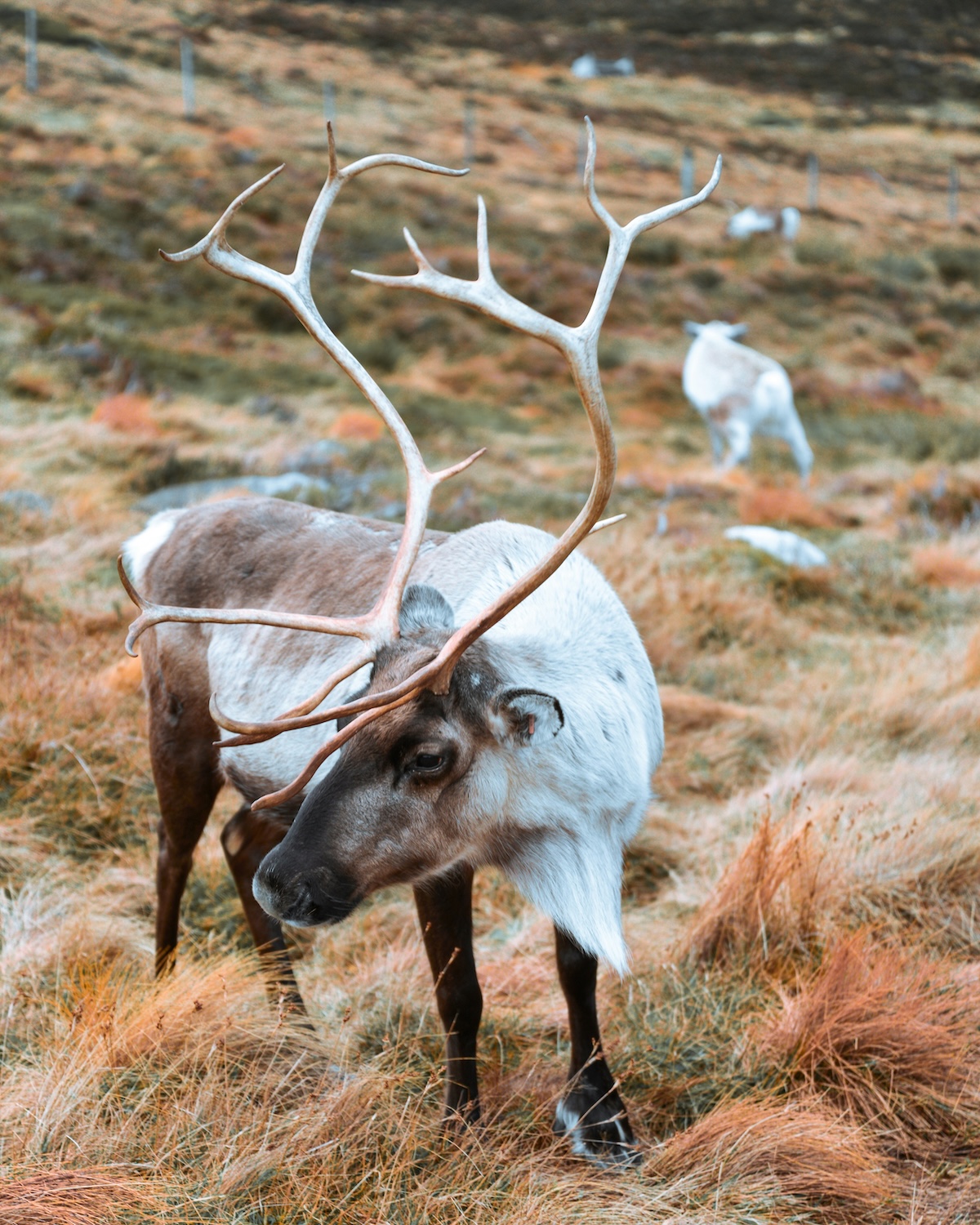 The Norwegian Wild Reindeer Centre Pavilion is located in the Dovrefjell National Park and overlooks the magnificent Snøhetta Mountain itself.