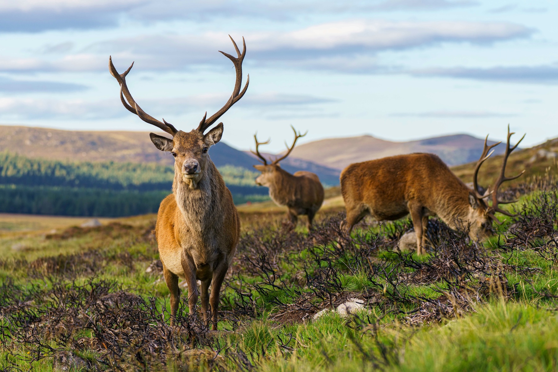 Isolated Scotland | The Secret of Sutherland -Coast, Wildlife & Mountains