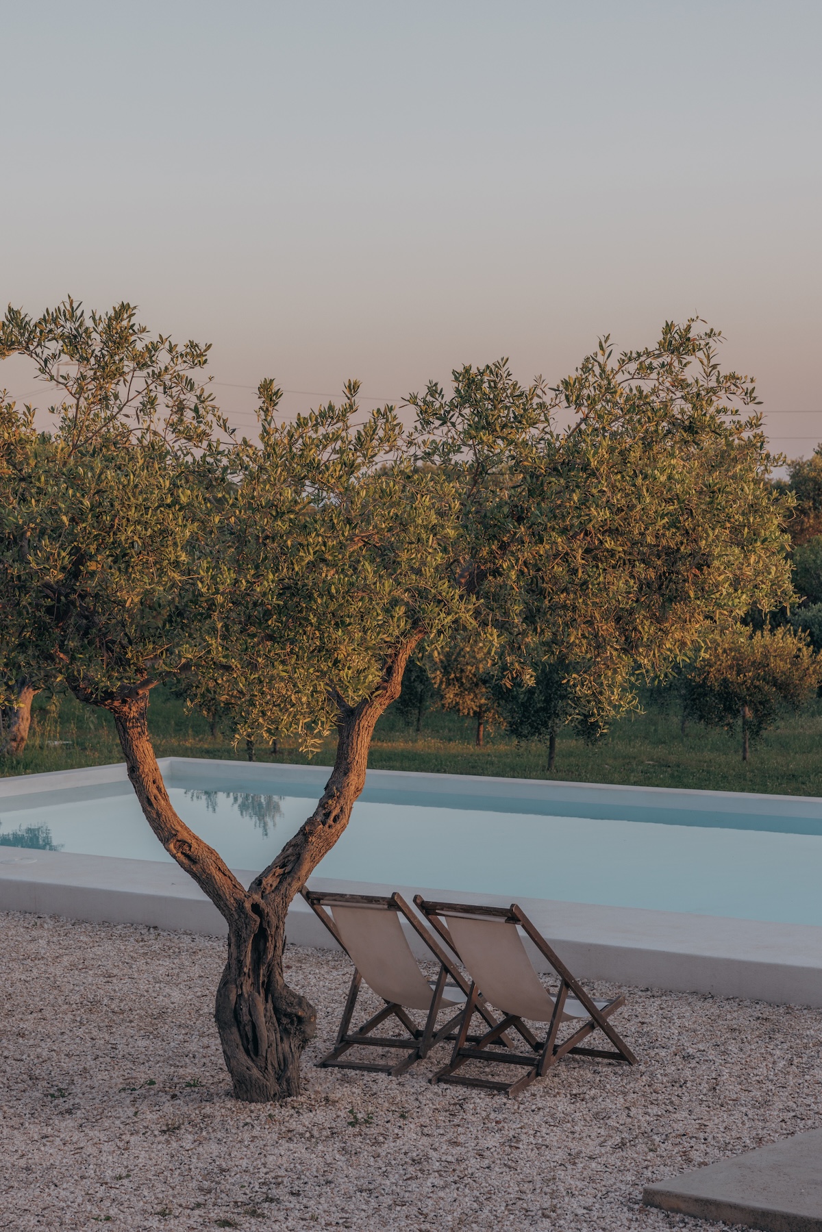 An old olive tree and two canvas deckchairs beside the pool at Masseria Moroseta, above Ostuni in Puglia, Italy, the olive grove beyond at dusk.